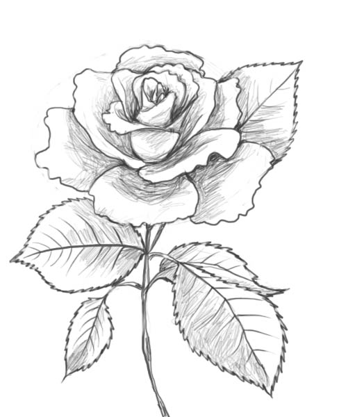 Coloriage de roses avec des feuilles et des tiges