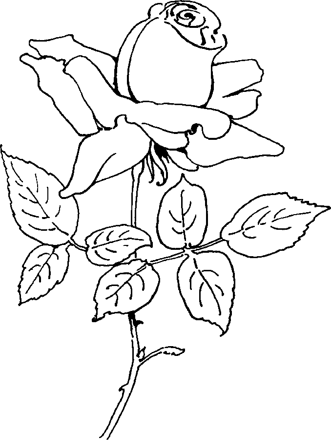 Coloriage de roses élégantes dans un jardin florissant