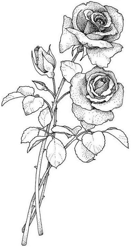Coloriage de roses épanouies dans un jardin paisible