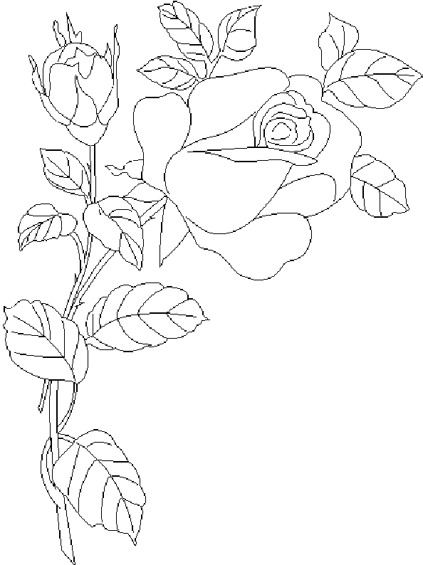 Coloriage de roses en pleine floraison dans un jardin