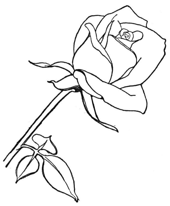 Coloriage de roses délicates sur tige ornée de feuilles