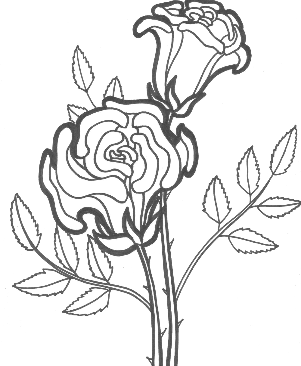 Coloriage de roses en pleine floraison sur un fond décoratif