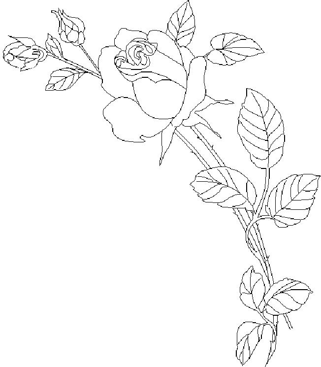Coloriage de roses délicates sur une tige sinueuse