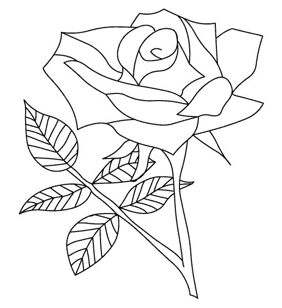 Coloriage de roses élégantes en pleine floraison