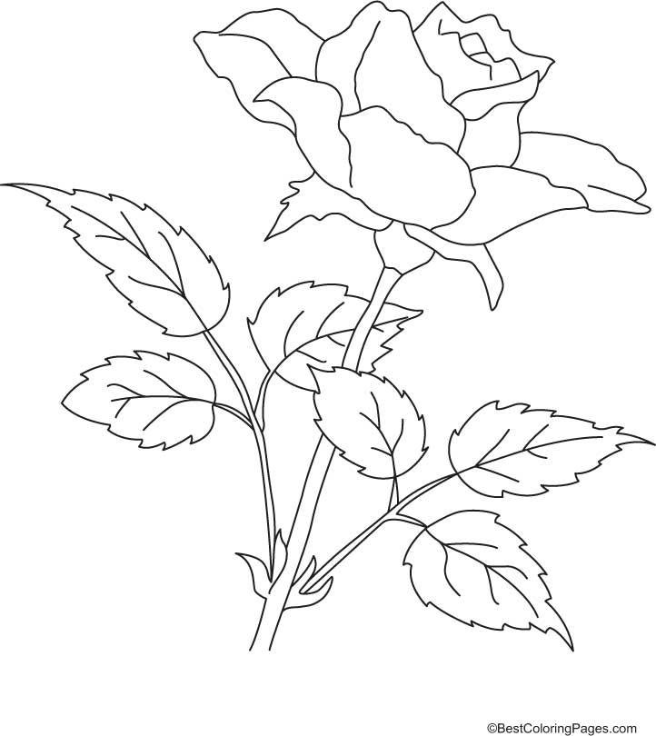 Coloriage de roses délicates sur fond orné