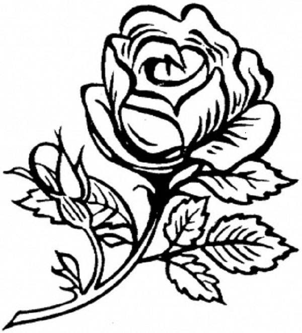 Coloriage de roses élégantes sur fond orné de feuillage