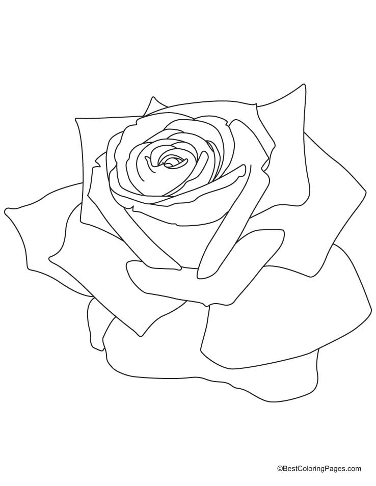 Coloriage de roses avec des feuilles et des tiges sinueuses