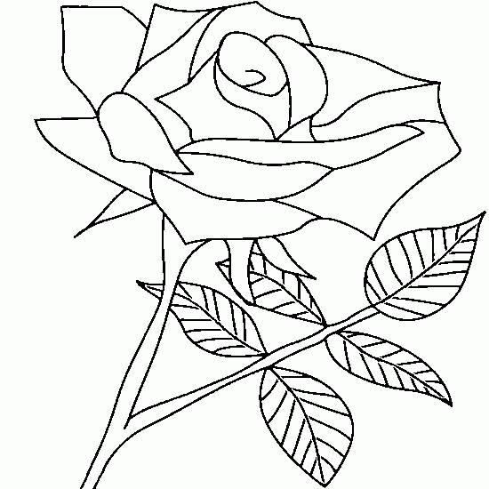 Roses en pleine floraison sur fond délicat