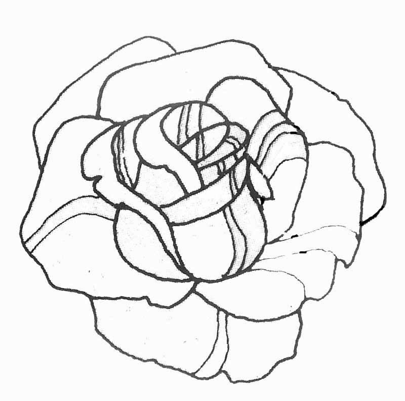 Coloriage de roses en pleine floraison avec des feuilles