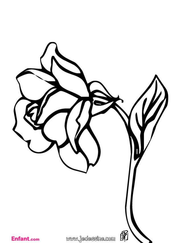 Coloriage de roses délicates en pleine floraison