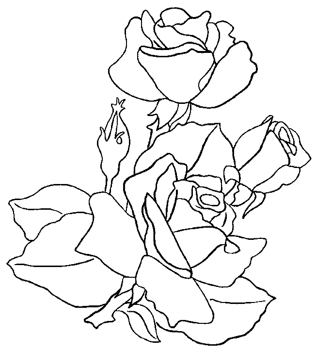 Coloriage de roses en pleine floraison sur un fond texturé