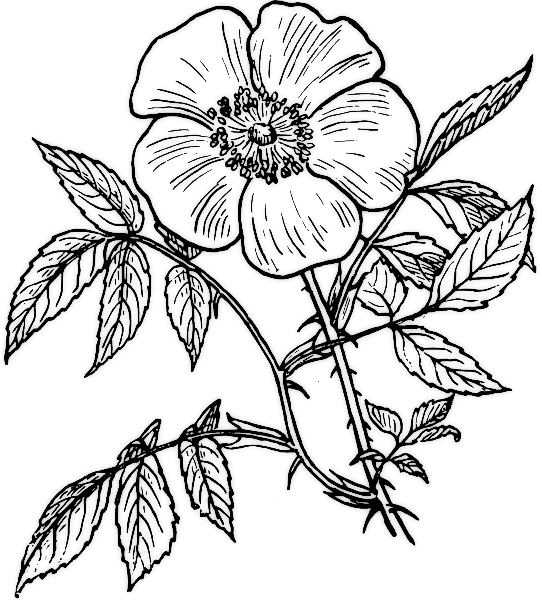 Coloriage de roses en pleine floraison sur un fond simple