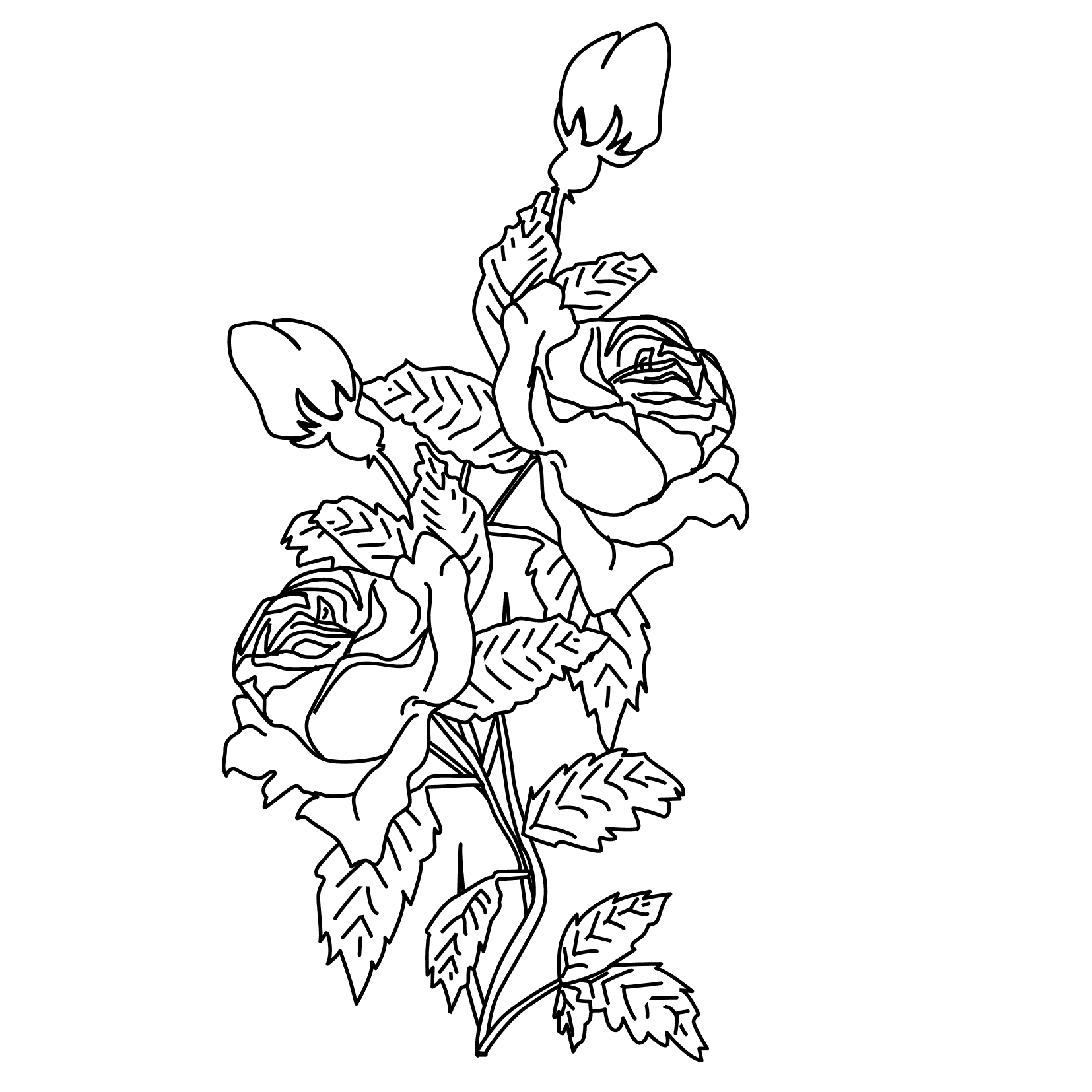 Coloriage de roses délicates dans un jardin luxuriant