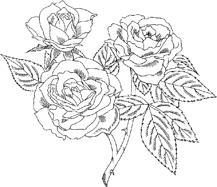 Coloriage de roses élégantes parmi des feuillages