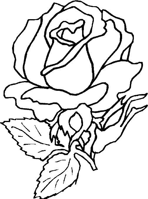 Roses délicates en pleine floraison sur un fond simple