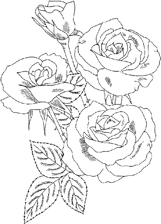 Coloriage de roses en pleine floraison sur fond floral