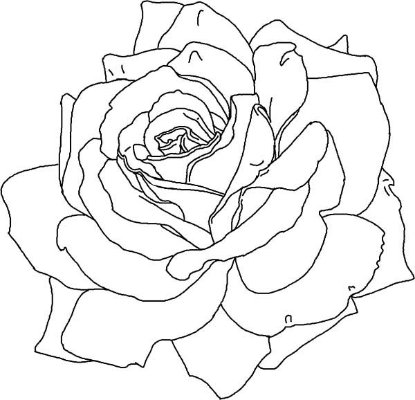 Coloriage de roses élégantes avec feuillage luxuriant