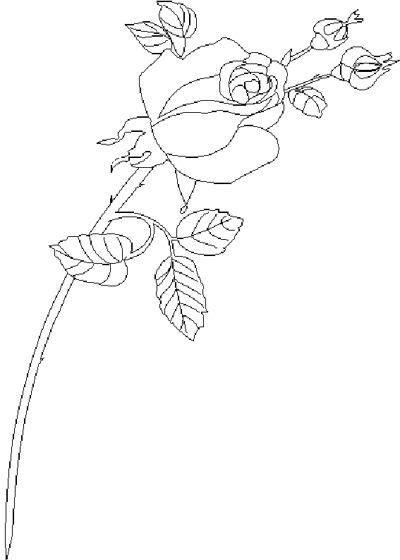 Coloriage de roses avec des feuilles et un décor floral