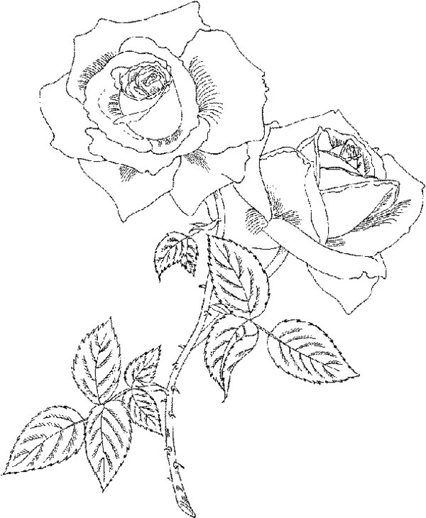 Coloriage de roses épanouies dans un jardin