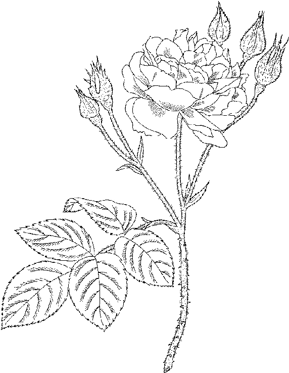 Coloriage de roses avec feuilles délicates sur fond simple