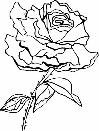 Coloriage de roses en pleine floraison sur un fond décoratif