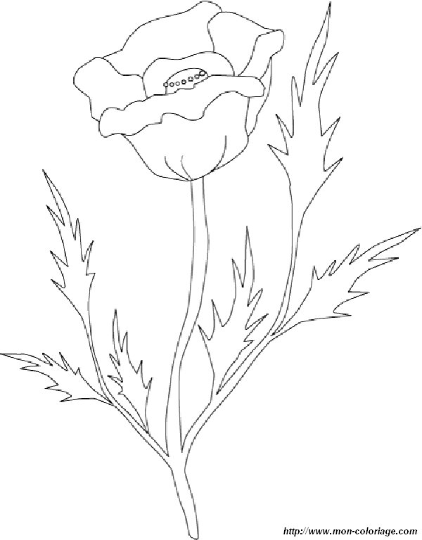 Coloriage de roses avec feuillage luxuriant