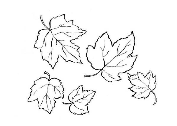Coloriage d'une scène automnale avec des arbres et des feuilles