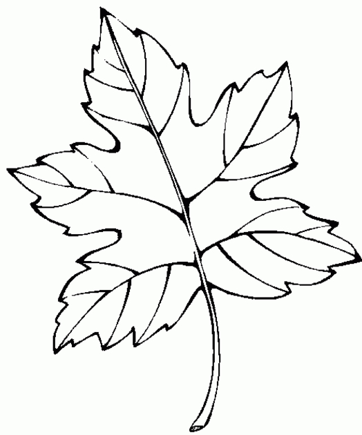 Scène automnale avec un arbre, des feuilles et un ruisseau