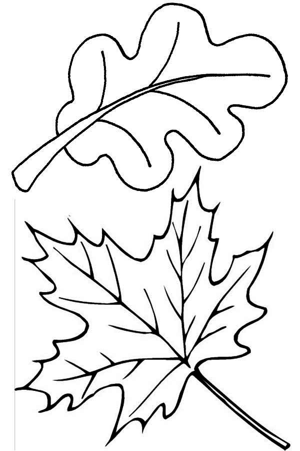 Coloriage d'une scène automnale avec un arbre, des feuilles et un chemin
