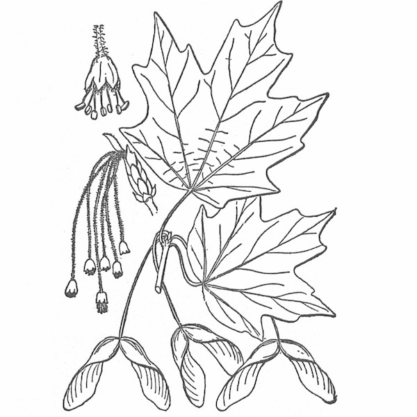 Un coloriage d'arbres et de feuilles en automne