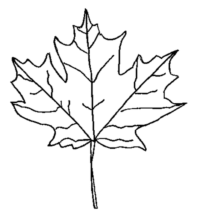 Scène automnale avec un écureuil et des feuilles colorées