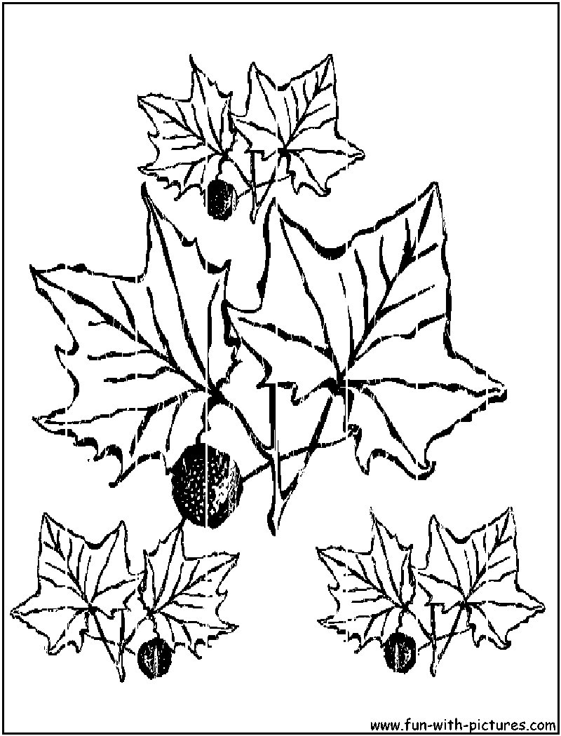 Scène d'automne avec un arbre, des feuilles et un écureuil