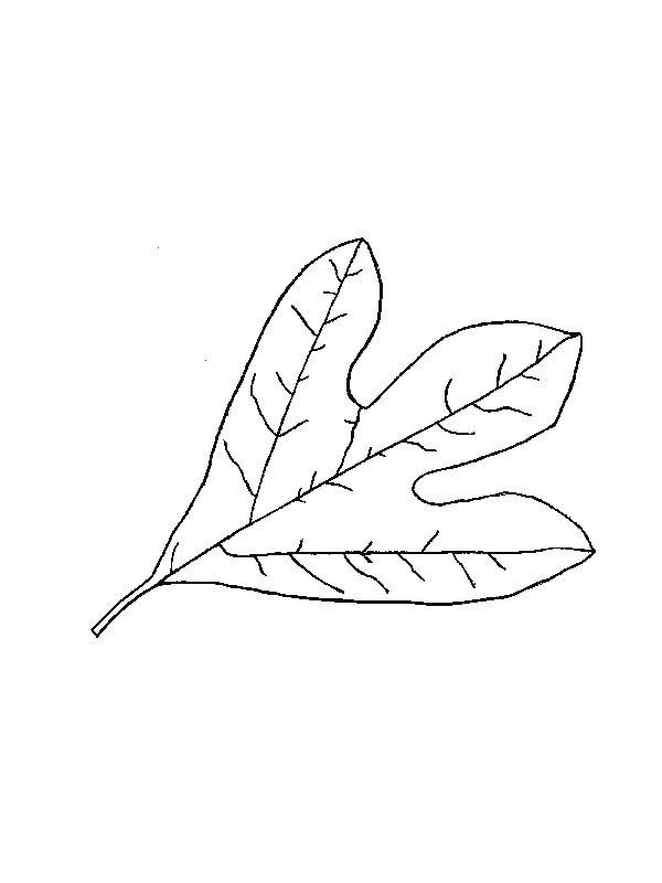 Coloriage d'un paysage automnal avec un arbre et des feuilles tombantes