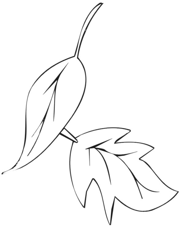 Coloriage d'un paysage automnal avec des arbres et des feuilles tombantes
