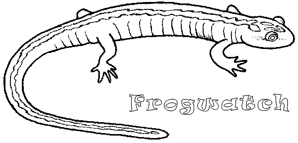 Coloriage Salamandre #10000 à imprimer Coloriage Salamandre #10000 à imprimer