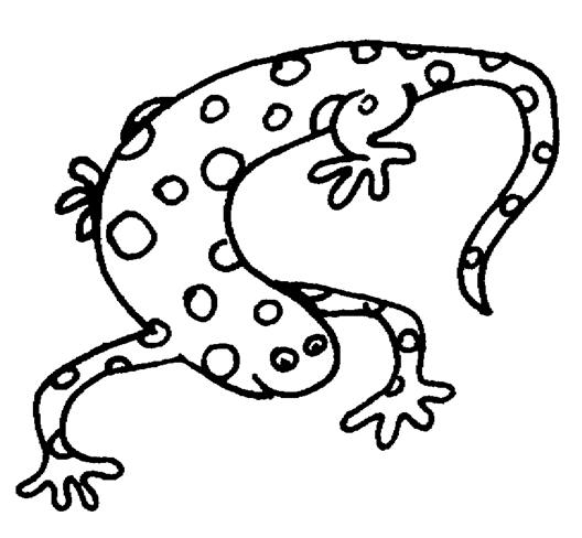Coloriage d'une salamandre sur un fond naturel
