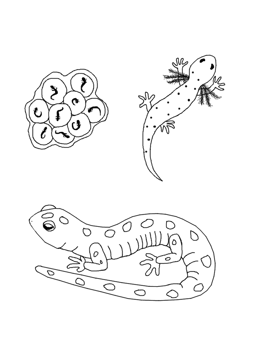 Coloriage d'une salamandre sur un fond naturel