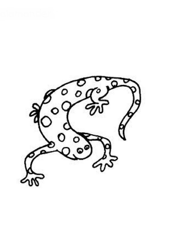 Coloriage d'une salamandre sur un fond naturel