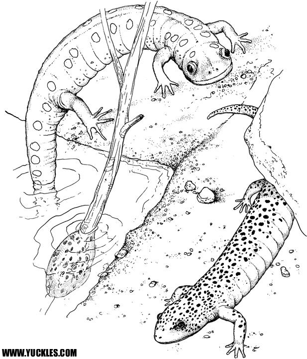 Coloriage d'une salamandre sur un fond naturel