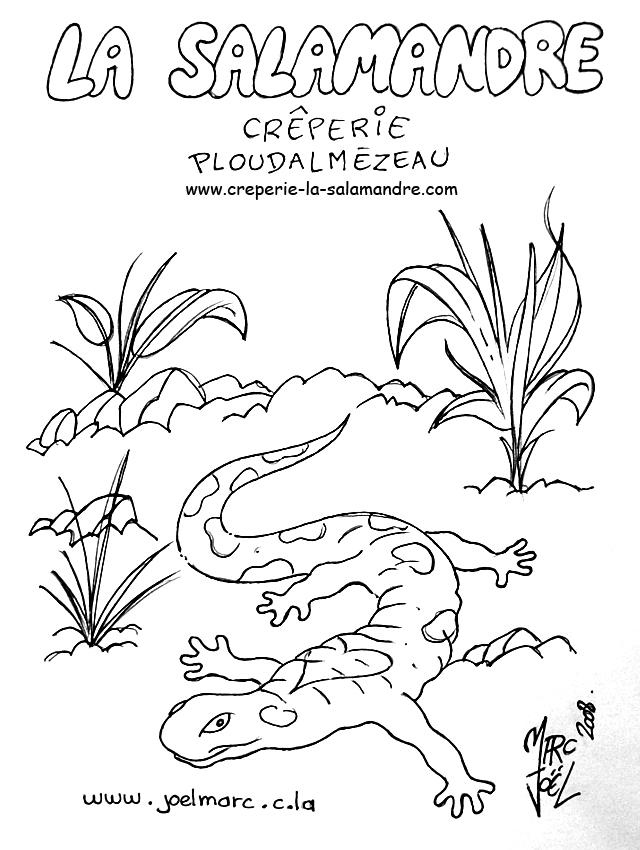 Coloriage d'une salamandre sur un fond naturel