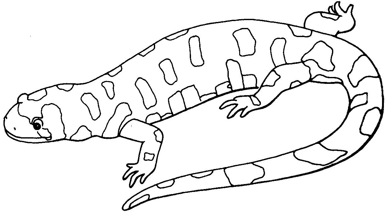 Coloriage d'une salamandre sur un fond naturel