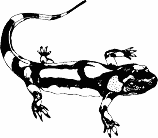 Coloriage Salamandre #9995 à imprimer