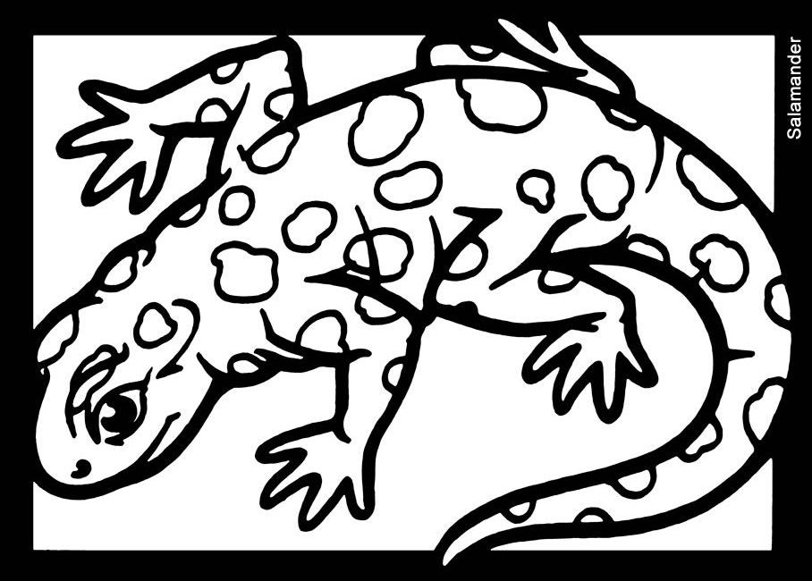 Coloriage d'une salamandre sur un fond naturel