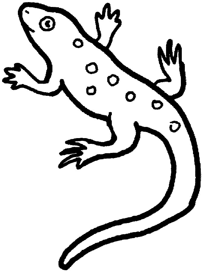 Coloriage de salamandre sur un fond naturel