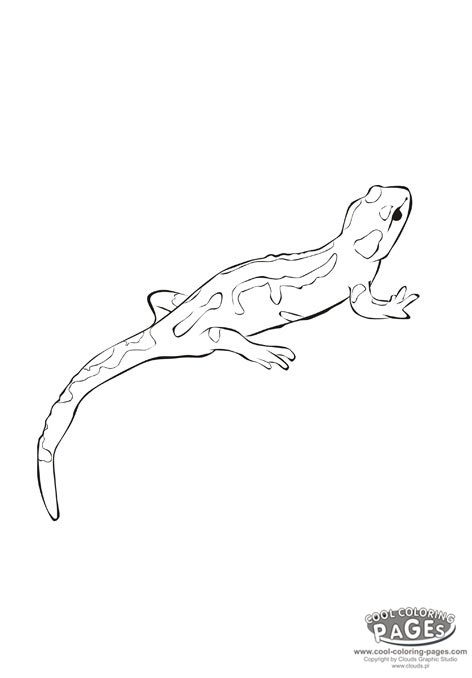 Coloriage d'une salamandre sur un fond naturel