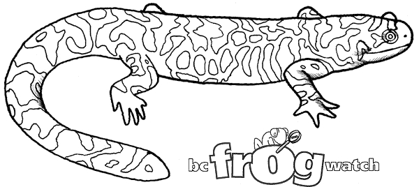 Coloriage d'une salamandre dans un environnement naturel