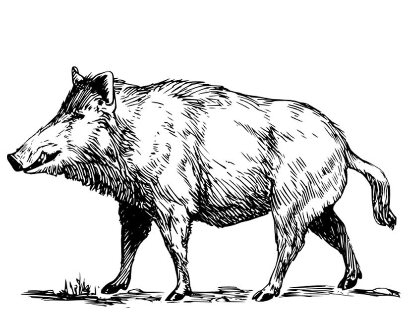 Un sanglier paisible dans son habitat naturel