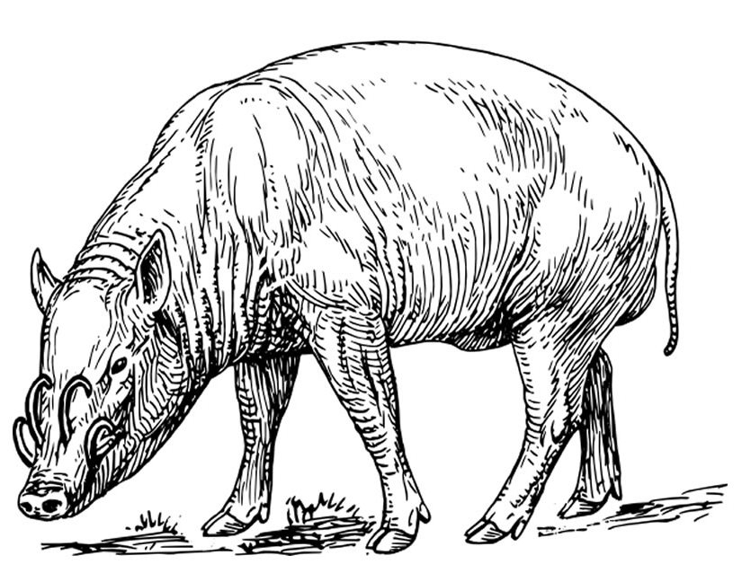 Coloriage d'un sanglier dans son habitat naturel
