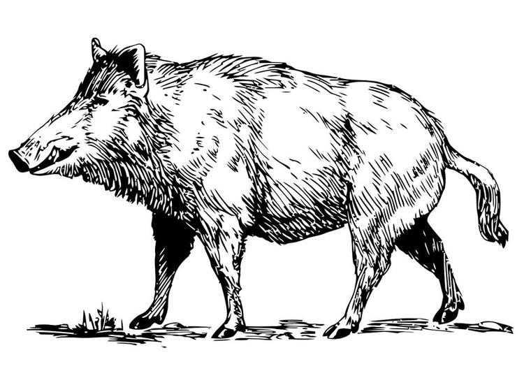 Un sanglier dans son habitat naturel prêt à être colorié Un sanglier dans son habitat naturel prêt à être colorié