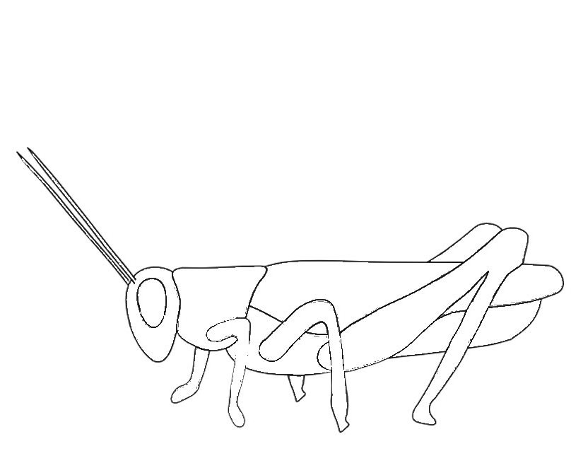 Coloriage d'une sauterelle sur une feuille verte